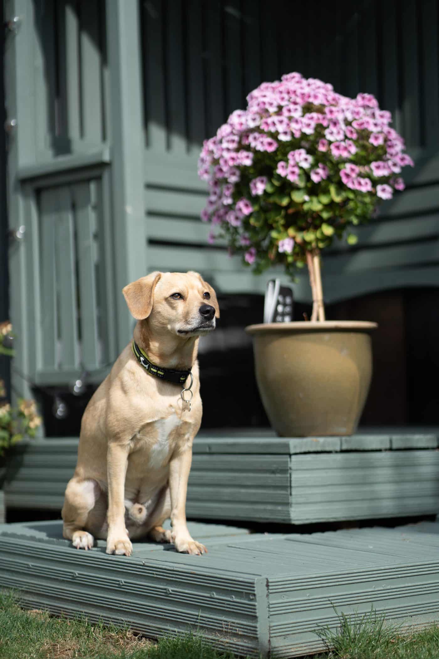 Essex Pet Photographer