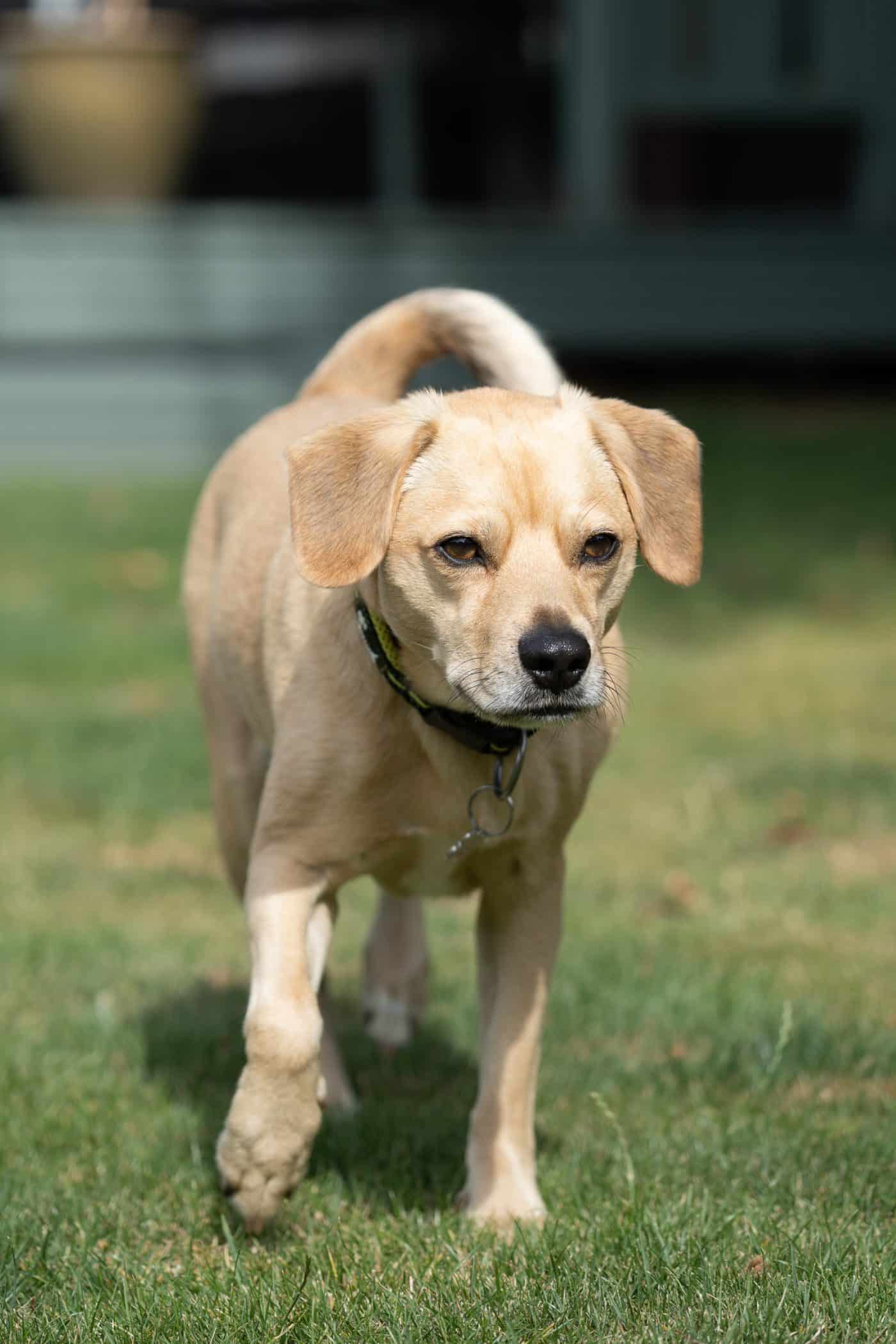 Essex Pet Photographer