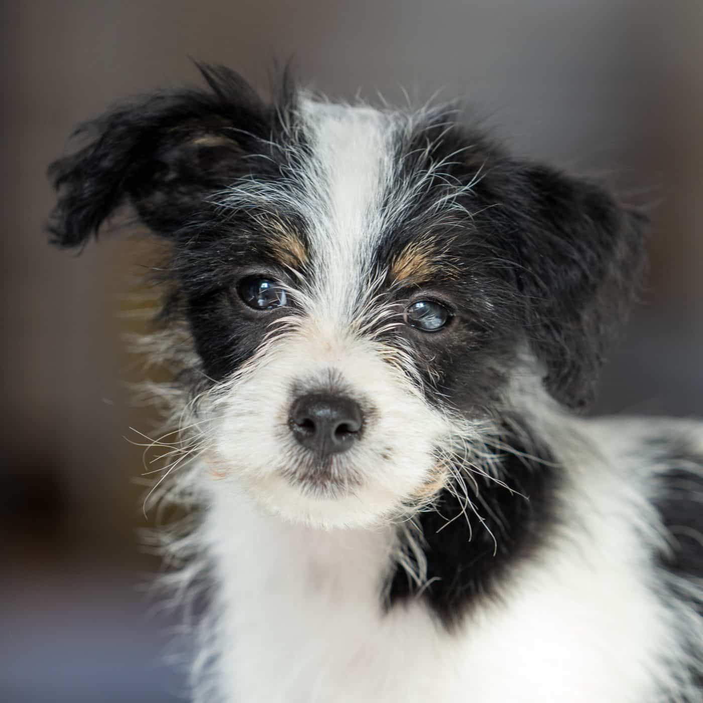 Essex Pet Photography