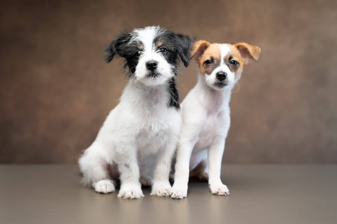 Essex Pet Photographer