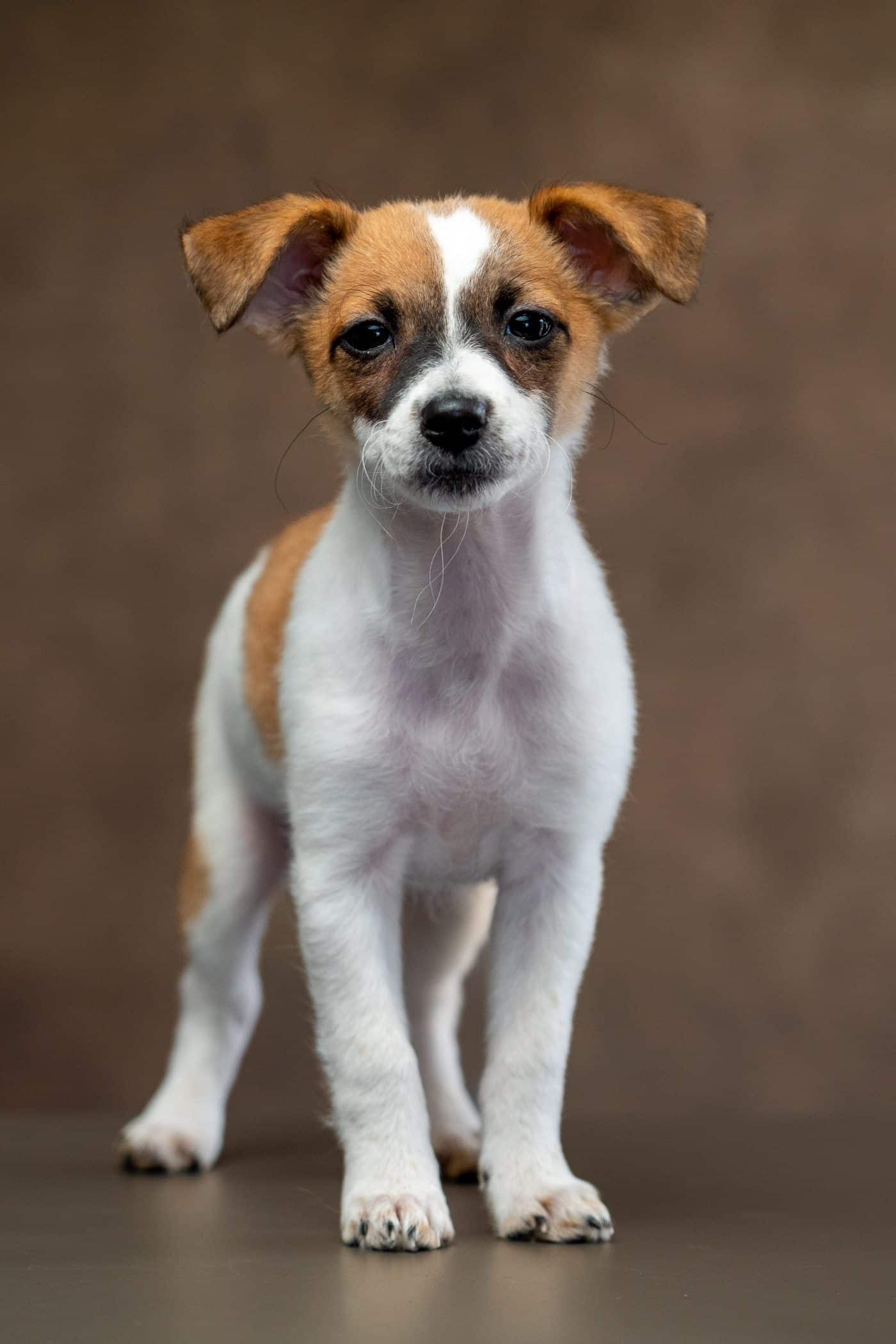 Essex Dog Photography