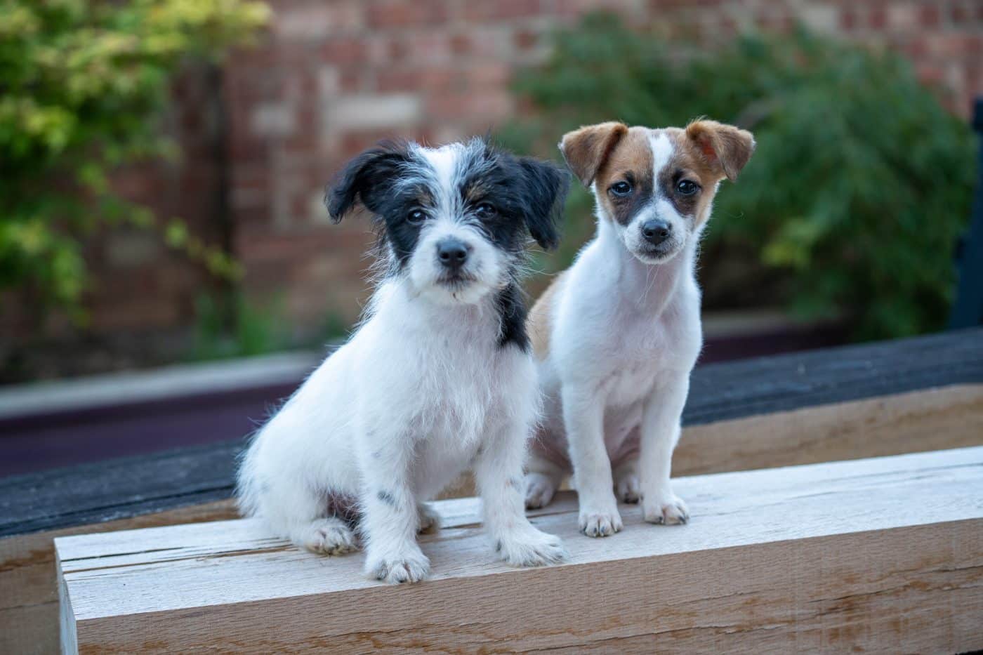 Essex pet photographer